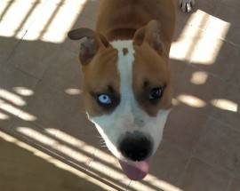 FRANCAVILLA: INCROCIO PITBULL SALVATO, ORA CERCA CASA
