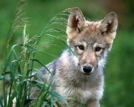 CUCCIOLO DI LUPO TROVATO SENZA VITA SULLA STATALE ATESSA-TORNARECCIO