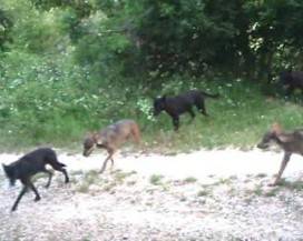 PARCO GRAN SASSO LAGA: ”LUPI IBRIDI NON SONO DI PRIMA GENERAZIONE”