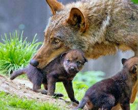 PARCO GRAN SASSO: IL LUPO RECUPERA IL SUO RUOLO E CACCIA I CINGHIALI