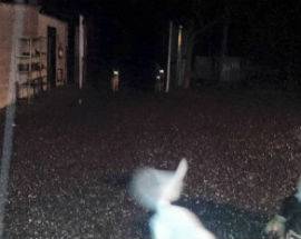 PESCINA: LUPI ALLE PORTE DEL PAESE FOTOGRAFATI DAL VICESINDACO