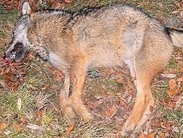 GIOVANE LUPO TROVATO MORTO NEL CHIETINO, FORSE INVESTITO