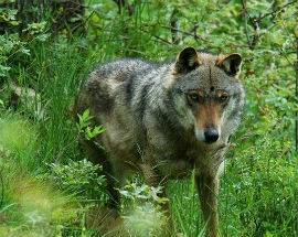 LUPI PARCO MAJELLA AVVISTATI VICINO LA COSTA, VETERINARI SULLE LORO TRACCE