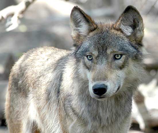 ARRIVA IL ‘RIS’ DEI LUPI MAJELLA E LEGAMBIENTE PER TROPPI ESEMPLARI MORTI