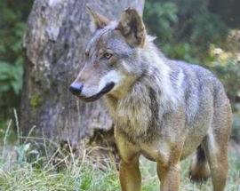 COLLECORVINO, LUPI SBRANANO PECORE E AGNELLI IN AZIENDA