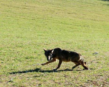PARCO GRAN SASSO: COLLABORAZIONE ALLEVATORI SU IBRIDAZIONE LUPO CANE