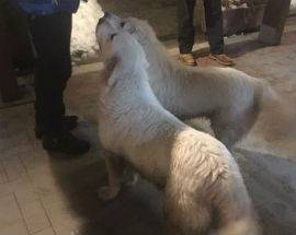 SONO SALVI LUPO E NUVOLA, I PASTORI ABRUZZESI DELL’HOTEL RIGOPIANO