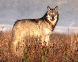 LUPO IBRIDO: IMMAGINI INEDITE DA CAMPOTOSTO APRONO NUOVI SCENARI DI RICERCA