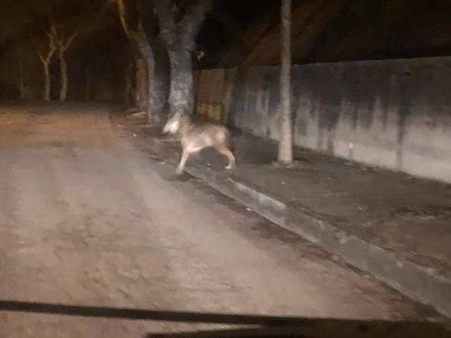 LUPO NEL CENTRO DI MONTAZZOLI, INCONTRO RAVVICINATO CON SIGNORA