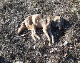 LECCE NEI MARSI: ANCORA UN LUPO MORTO PER AVVELENAMENTO