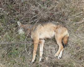 LUPO AVVELENATO: SINDACO CAMPLI, FORESTALE NON ABBANDONI TERRITORIO