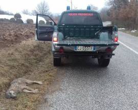 SAN PIO DELLE CAMERE: LUPO TROVATO MORTO SULLA PROVINCIALE, INDAGINI IN CORSO