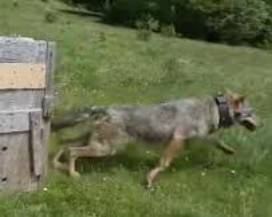 PARCO GRAN SASSO: CI.MA, IL LUPO PIU’ PURO MAI CATTURATO, LIBERATO CON RADIOCOLLARE