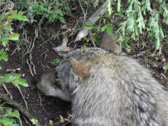 CELANO: LUPO STRANGOLATONELLA TRAPPOLA PER CINGHIALI