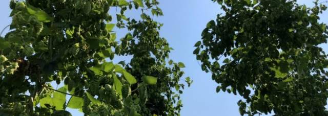”BENVENUTI NEL MIO LUPPOLETO”, LE INFINITE RICETTE DELLA BIRRA