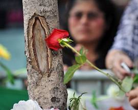 MADONNA APPARE IN TRONCO D’ALBERO, PELLEGRINAGGI A NEW YORK