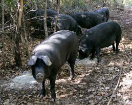 ZOOTECNIA: NASCE CONSORZIO DI TUTELA DEL MAIALE NERO D’ABRUZZO