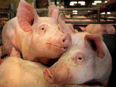 LADRI ”BUONGUSTAI” IN MARSICA, RUBATI 150 CHILI DI CARNE SUINA
