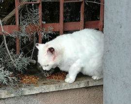 L’AQUILA: 5 GATTINI CON MAMMA MALATA CERCANO UNA FAMIGLIA