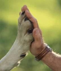 L’AQUILA: TROVATO CANE BIANCO E NERO DI PICCOLA TAGLIA
