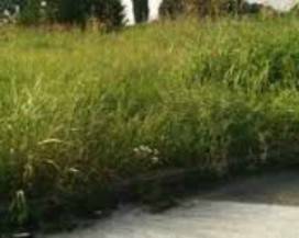 SCOPPITO: COMUNE CONTRARIO AL DISERBANTE PER MANUTENZIONE VERDE SU SS 17