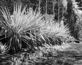 FOTOGRAFIA: GLI SCATTI DEL MAESTRO DIVITINI IN ESPOSIZIONE  AD AGRIGENTO DAL 18 FEBBRAIO