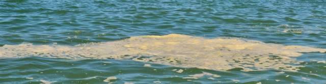 MARE PESCARA: MIGLIORANO DATI INQUINAMENTO, TOMEI ”BENE TASK FORCE”