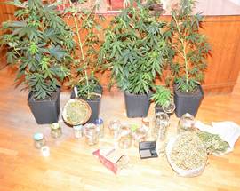 PIANTAGIONE MARJIUANA IN CASA ARRESTATO  48ENNE DI CHIETI
