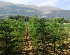 ”PIANTAGIONE DI MARIJUANA IN CAMPO AQUILANO”, SEGNALAZIONE DI UN LETTORE