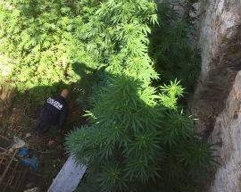 L’AQUILA, SCOPERTA PIANTAGIONE DI MARIJUANA, ARRESTATO 41ENNE