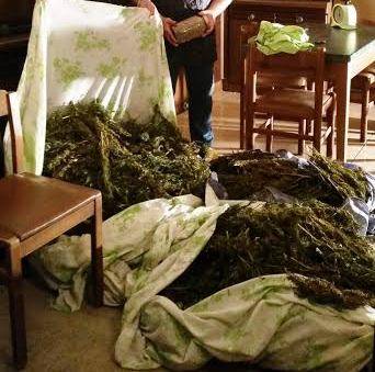 17 CHILI DI MARIJUANA IN CASA, ARRESTATO PUSHER DI SPOLTORE