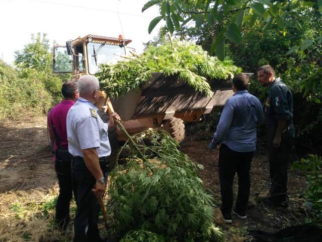 MAXI PIANTAGIONE DI MARIJUANA SCOPERTA NELLLA VAL DI SANGRO