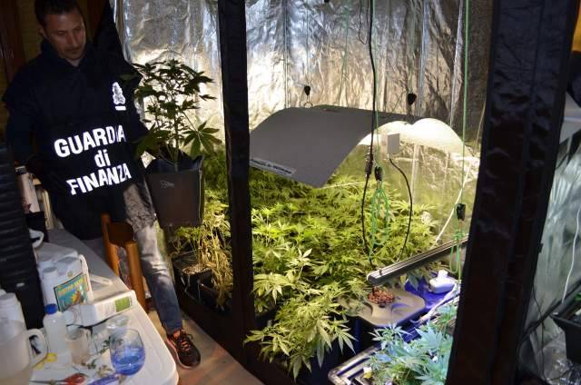 SERRA IN CASA PER PRODURRE MARIJUANA: SEQUESTRATI 4 CHILI DI DROGA, 32 ENNE DI FRANCAVILLA NEI GUAI