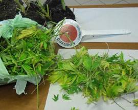 LITE TRA FRATELLI SVELA SERRA PER MARIJUANA A TORTORETO