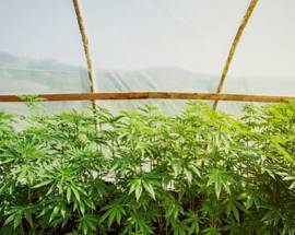 MARIJUANA NELLA SERRA, ARRESTATO 43ENNE A SAN BENEDETTO DEI MARSI