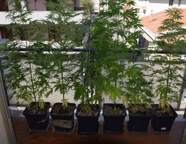 PESCARA: 6 PIANTE MARIJUANA IN CASA, DENUNCIATO 43 ENNE