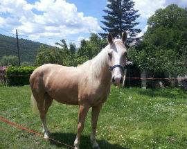 VENDE CAVALLO MA DENUNCIA SMARRIMENTO, TERAMANO NEI GUAI