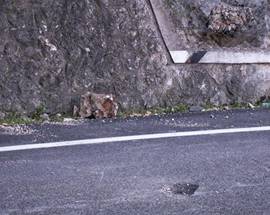 GOLE SAN VENANZIO: MASSOSI STACCA E CADE SU STRADA