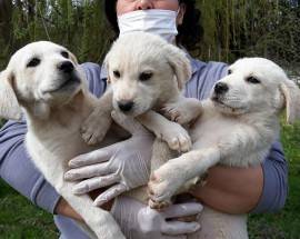 L’AQUILA: TRE CUCCIOLI DI MAREMMANO CERCANO CASA