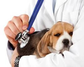 LA MEDICINA VETERINARIA A TERAMO E IL SUO SVILUPPO FINISCONO IN UN LIBRO