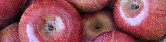 SALUTE DAI PRODOTTI TIPICI: LA PROPOSTA, CIBI ”NUTRACEUTICI” NEL CRATERE SISMICO