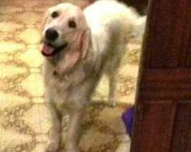 CANE EROE SALVA UN INTERO CONDOMINIO DALL’ESPLOSIONE