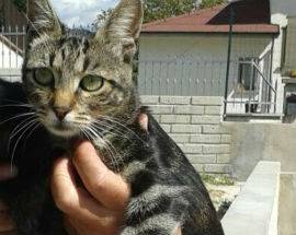 L’AQUILA: SMARRITA GATTINA IN ZONA SAN GIACOMO