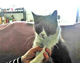 L’AQUILA: TROVATA GATTINA VICINO C.A.S.E. DI BAZZANO, ORA CERCA CASA