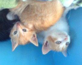 L’AQUILA: SEI GATTINI A PELO SEMI LUNGO SONO IN CERCA DI UNA CASA