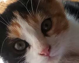 SUA MAESTA’ IL GATTO: OGGI E’ LA GIORNATA INTERNAZIONALE DEDICATA AI FELINI