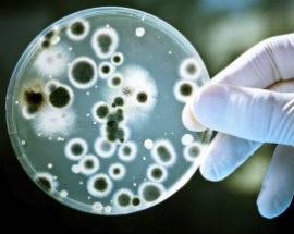 MICROBIOLOGIA: LABORATORIO OSPEDALE L’AQUILA IN LUCE A CONGRESSO EUROPEO