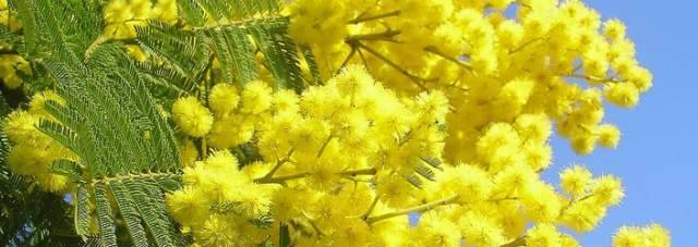 8 MARZO: L’AQUILA, INCONTRO SULLA FIGURA DELLA NONNA E CONCERTO