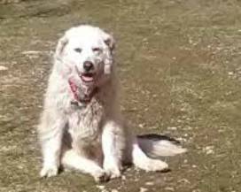 AVEZZANO: MORTA MINA, IL CANE PASTORE MASCOTTE DEGLI OPERAI PER 16 ANNI
