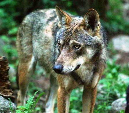 PARCO GRAN SASSO: PROGETTO MIRKO LUPO IN PRIMA SERATA SU RAI DUE